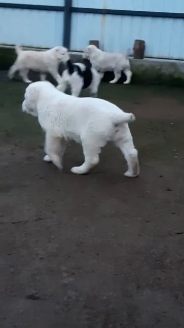 Питомник Мият помет З сентябрь 2019 г.