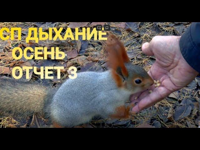#сп_дыхание_осени #вязание_с_валентиной_романчук  СП "ДЫХАНИЕ ОСЕНИ". Отчет3 .