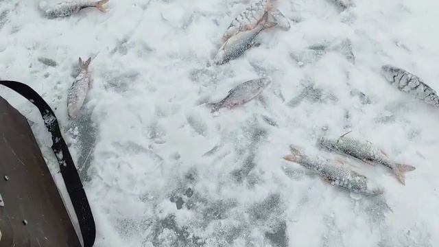 Рыбалка, Старооскольское водохранилище, 11.02.24