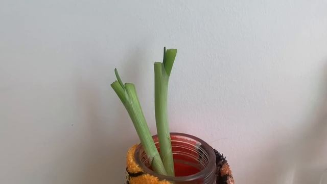 Growing Green Onions - Over and over and over
