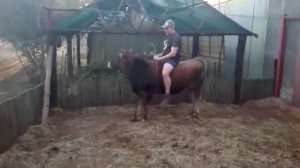 Ездить на корове