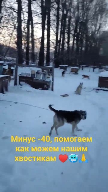 сильный морозы, собаки выживают на улице #собака #волонтерство #возьмиизприюта #морозы #выживание смотреть онлайн