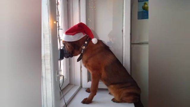 🐕Эльза . "+ и - " собаки в квартире .🐶 смотреть онлайн