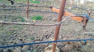 как размножить легко виноград🤔