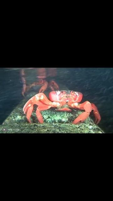 Нереальное НАШЕСТВИЕ Крабов #shorts