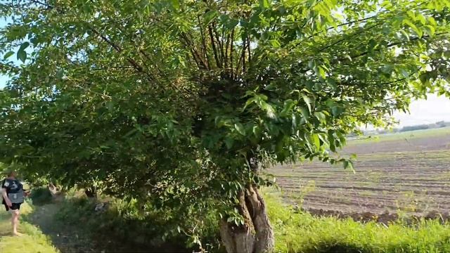 Узбекистан 2024.Узбекская,,сакура""?Аллея спелого тутовника.Ташкент.обл