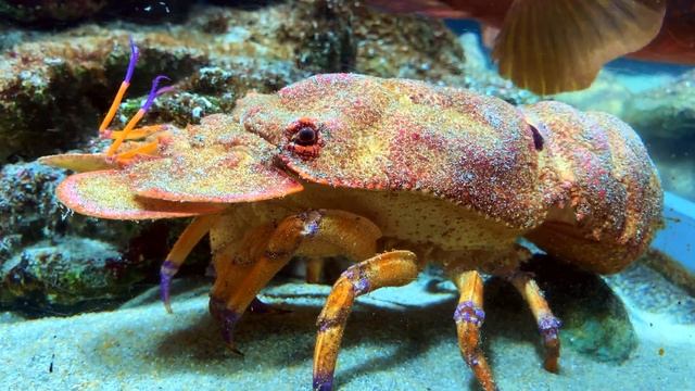 セミエビ　　Slipper lobster　Scyllarides squamosus