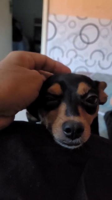 Quer cafuné #shortsyoutube #shortsviral #pets #dog #pincher #filhotes #filhotes #pinchers смотреть онлайн