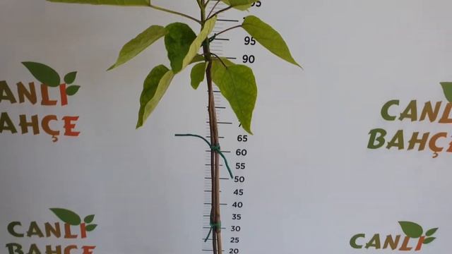 Katalpa Ağacı - Sığara Ağacı (Catalpa)