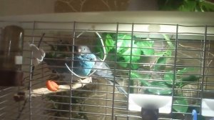 Певчий попугай