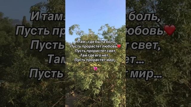 Пусть прорастет любовь…