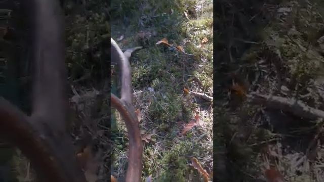 20.03.22 Наконец большой рог. Zrzuty Jelenia. 3.2 кг смотреть онлайн