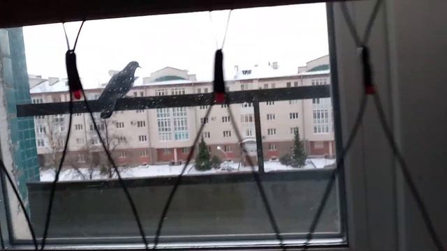 Голубь сидит на балконе смотреть онлайн