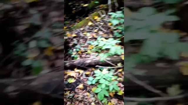 По осеннему лесу🍃🍁🍂 смотреть онлайн