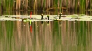 Ловля ЛИНЯ и КРУПНОГО КАРАСЯ на ПОПЛАВОК!