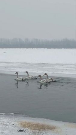 Ф.Сор. Этюд