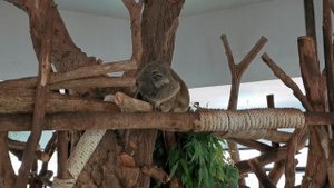 Коала спит в зоопарке Khao Kheow Open Zoo, Паттайя, Тайланд