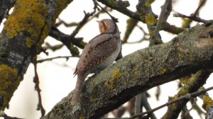 Вертишейка прилет птиц весной, наблюдение в Великом Новгороде, 20 апреля 2025