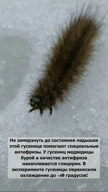 Гусеница бабочки Медведица Бурая на снегу смотреть онлайн