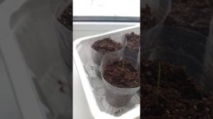 Ковыль Хвостик  пони из семян