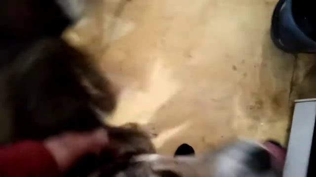 Обновки для цербера смотреть онлайн