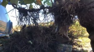 Фундук «Трапезунд». Саженцы фундука КФХ «Ореховод-практик"