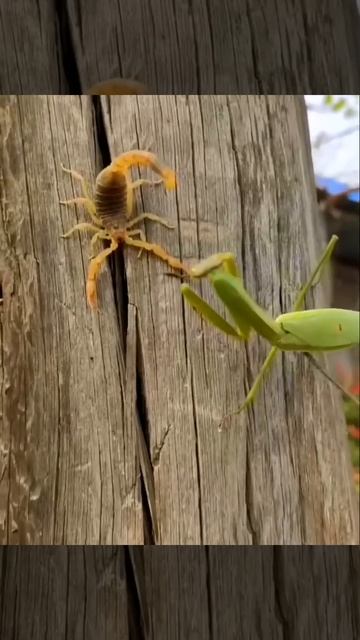 Praying Mantis Vs Scorpion Which One is Powerful? смотреть онлайн