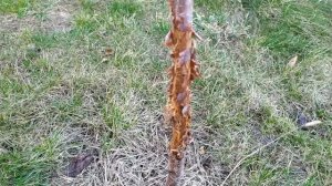 Коты дерут молодые деревья.