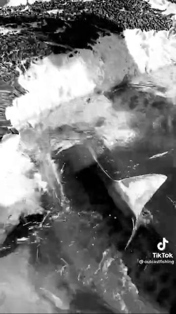 Tiger Sharks Inhaling Whale Meat Like Hyenas смотреть онлайн