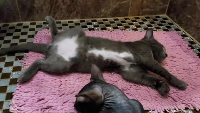 белонос Семенович 4 смотреть онлайн