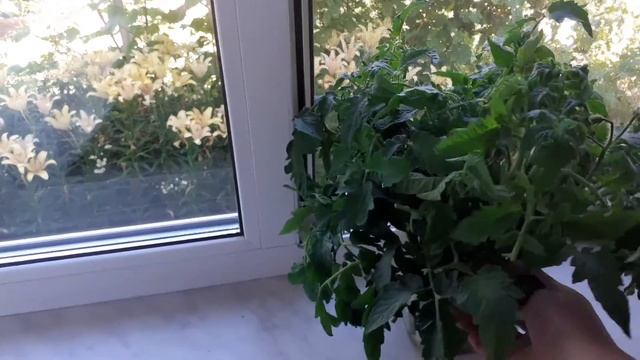 Вершки помидоров дали корни. Посадим, посмотрим смотреть онлайн