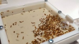 TETRAMORIUM BICARINATUM//НОВЫЙ ФОРМИКАРИЙ//МУРАВЬИ