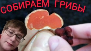 Пругулка по весеннему лесу #грибы #грибалка #лес #гриб #грибы2025 #весна #весна2025 #природа