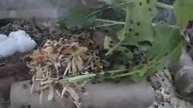 Ladybug Farm from Freedoms Garden Hippodamia Convergens A.K.A. Ladybird Beetle смотреть онлайн