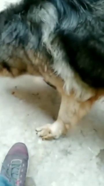 are German shepherd herbivores ,omnivores or carnivores??#Sidhumoosewalashotdead смотреть онлайн