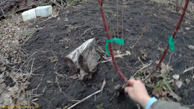 1 Прививка Черешни на вишню