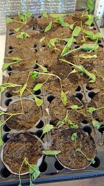 Выращивание шпината в домашних условиях на стеллаже. пересадка из теплицы в касеты смотреть онлайн