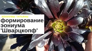 №167 Формирование эониума 'Шварцкопф'