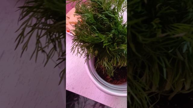 а вы такое видели? укроп на подоконнике 🤔😁рас есть корни то надо сажать! котик оценил 🐱
