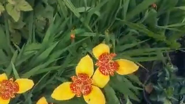 Floración de Tigridia pavonia смотреть онлайн