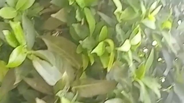 Nature plants leaves background Title videos| Free footage| Leaves falling stock footage | Trees |