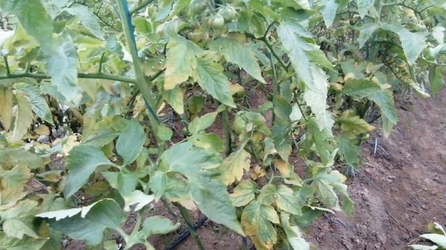 Pomidor kasaligi alamina sorti 11.12.2019 axvoljuda yomon смотреть онлайн