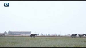 Местные жители (27.07.2018)