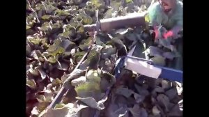 Капустоуборочный комбайн Asa-Lift