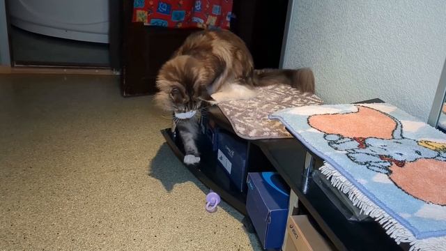 Main Coon  Феромон. Новая игрушка! New toy! смотреть онлайн