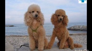 Королевский Пудель уход, содержание.