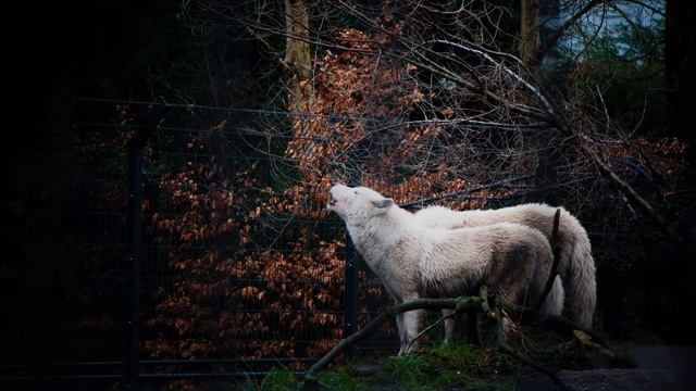 How to Teach Your Dog to Howl in Just 9 Easy Ways - Smart Dog Mom смотреть онлайн