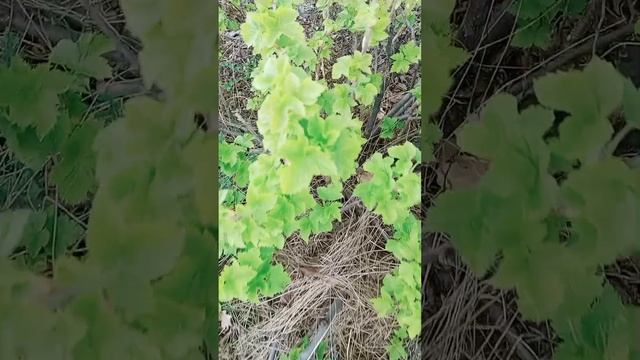 Поздравляю всех с Великим праздником с Пасхой
