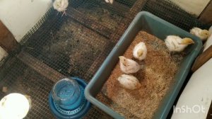 Перепілки в домашних умовах. Перепела без клетки.