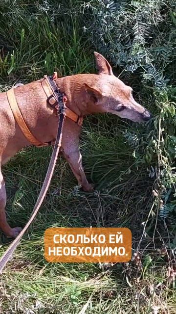 Как гулять с собакой правильно? #Shorts